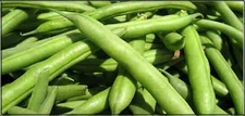 Yeşil Fasulye Besin Değeri?
